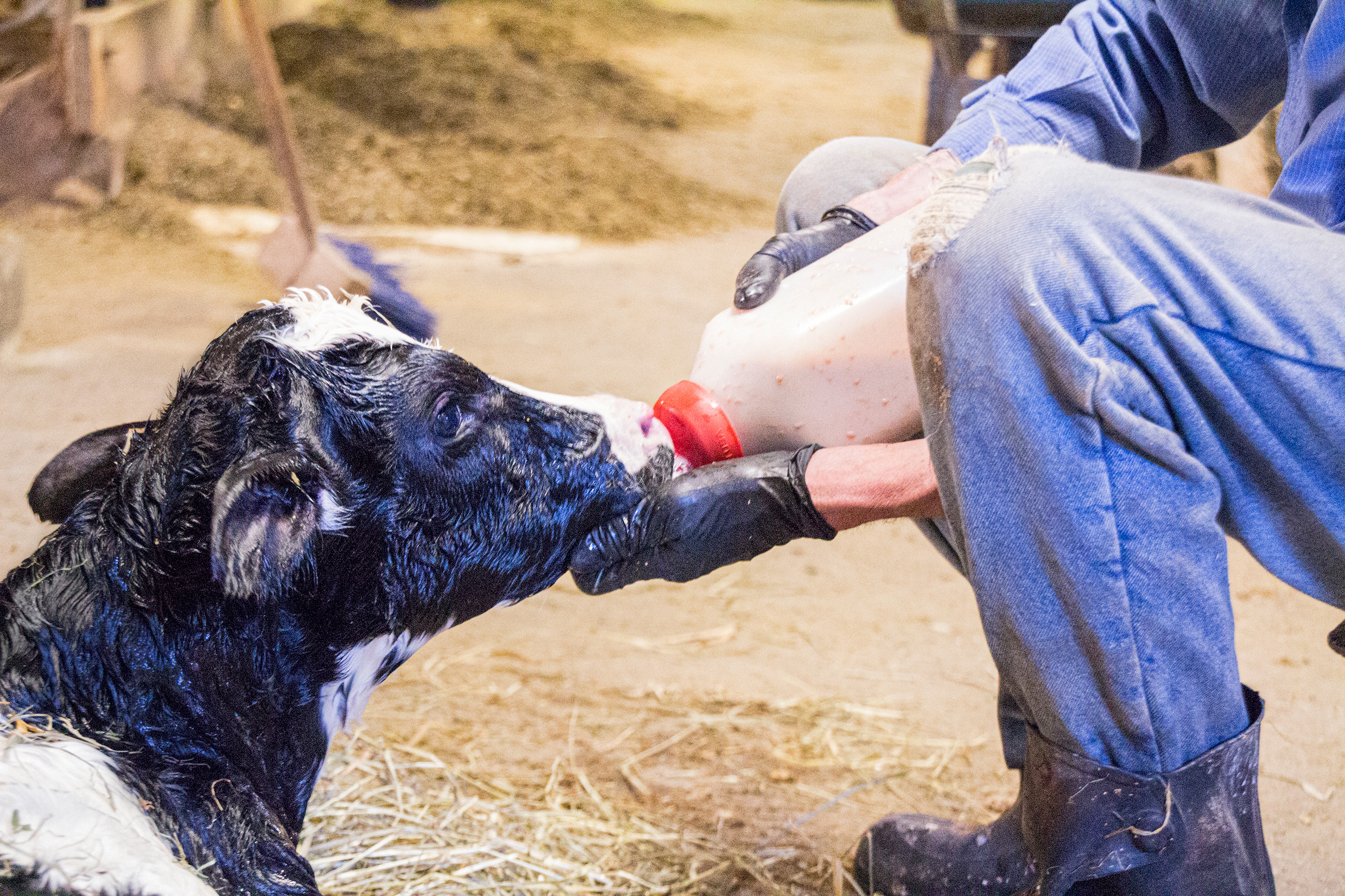 Bottle feeding