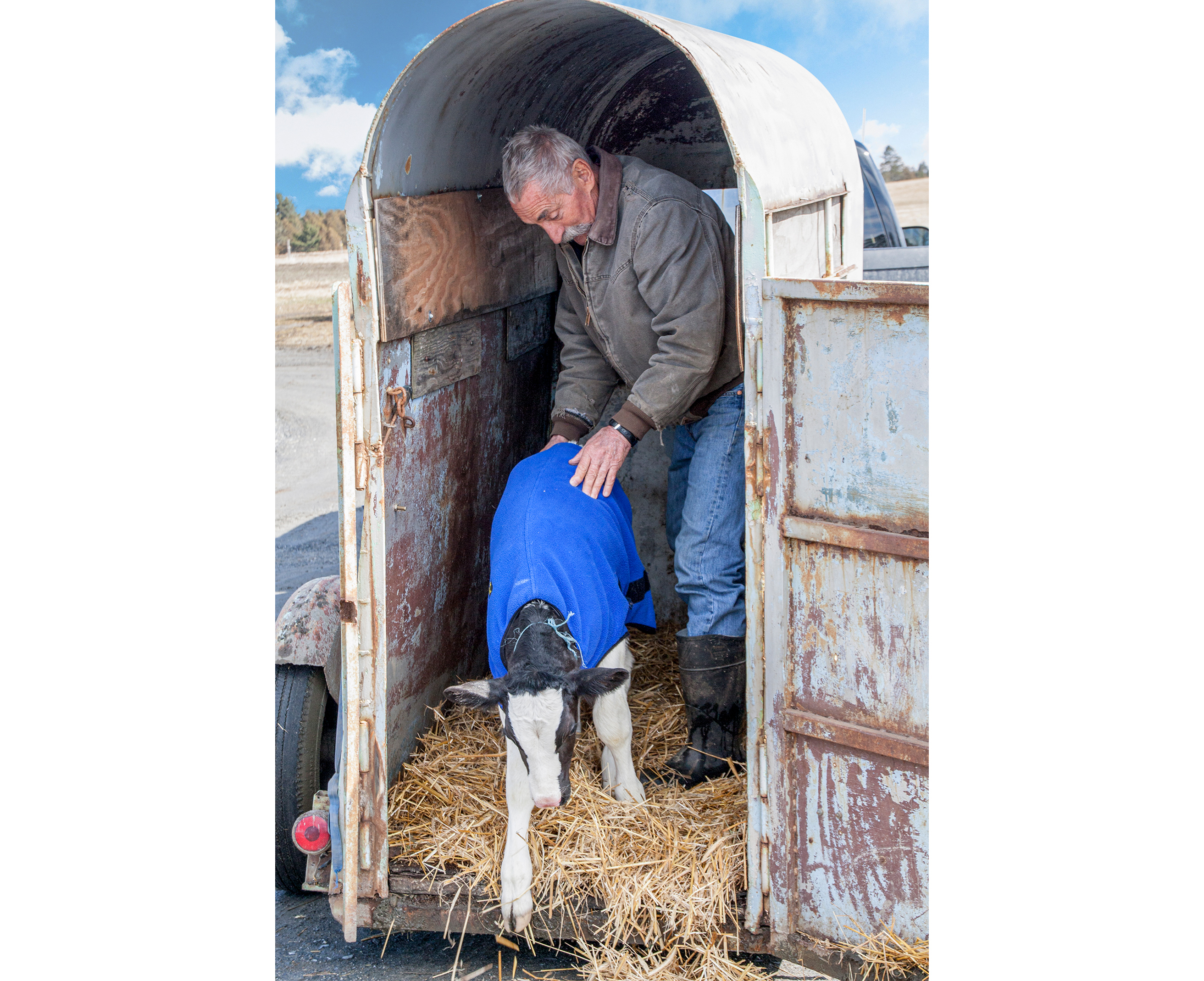 Calf trailer