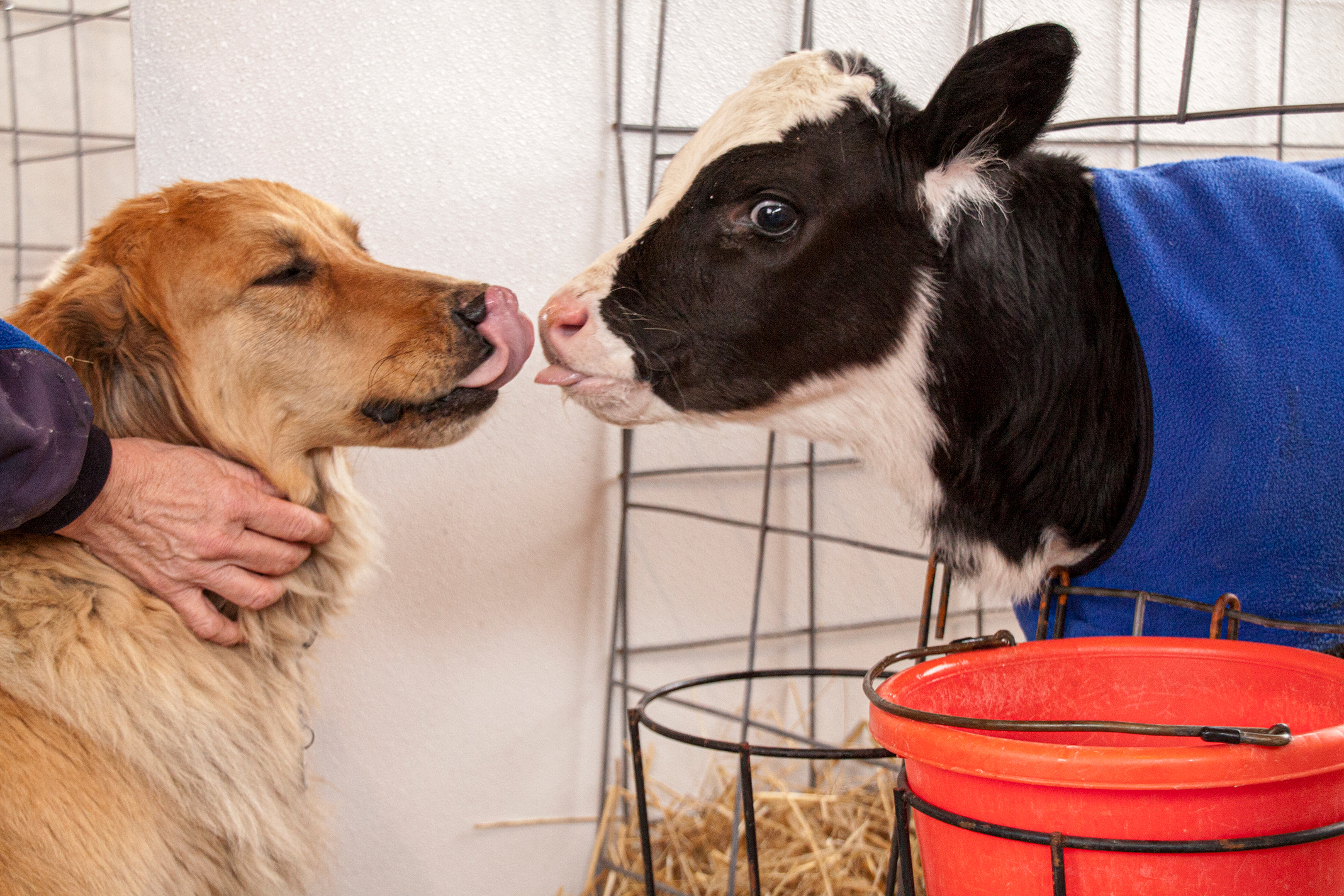 Farm dog greeting calf