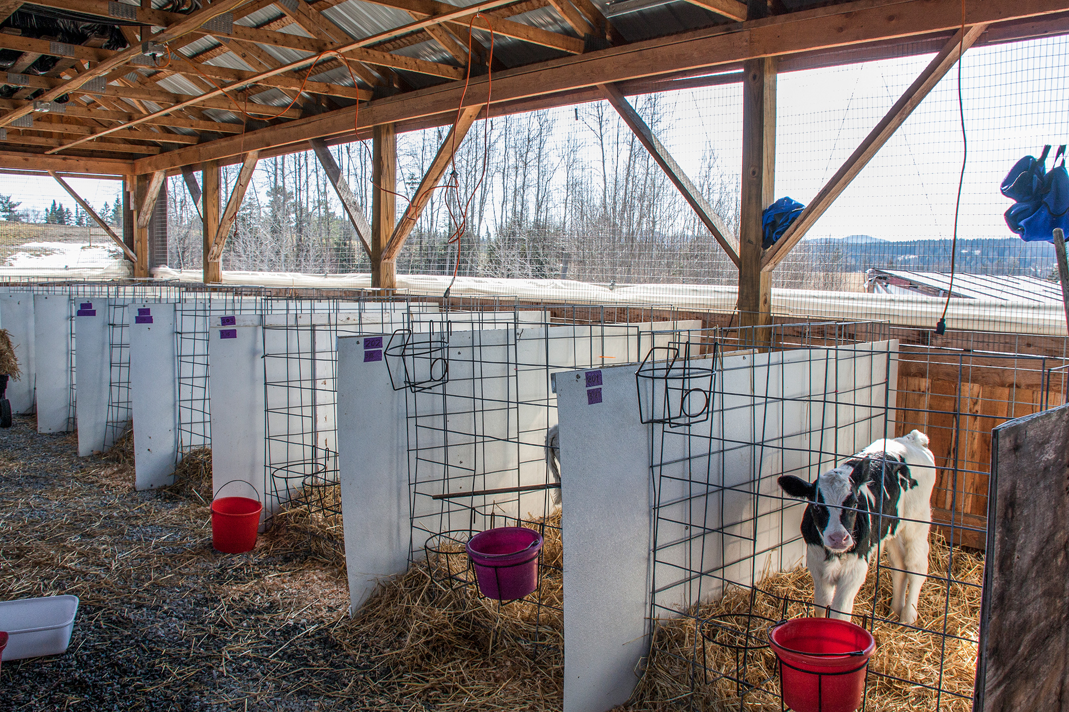 Calf in barn