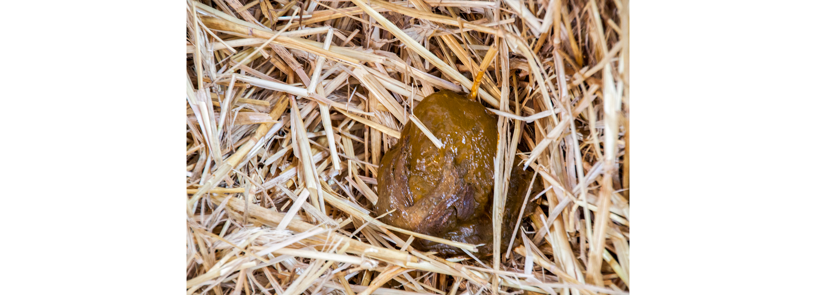 Calf poop