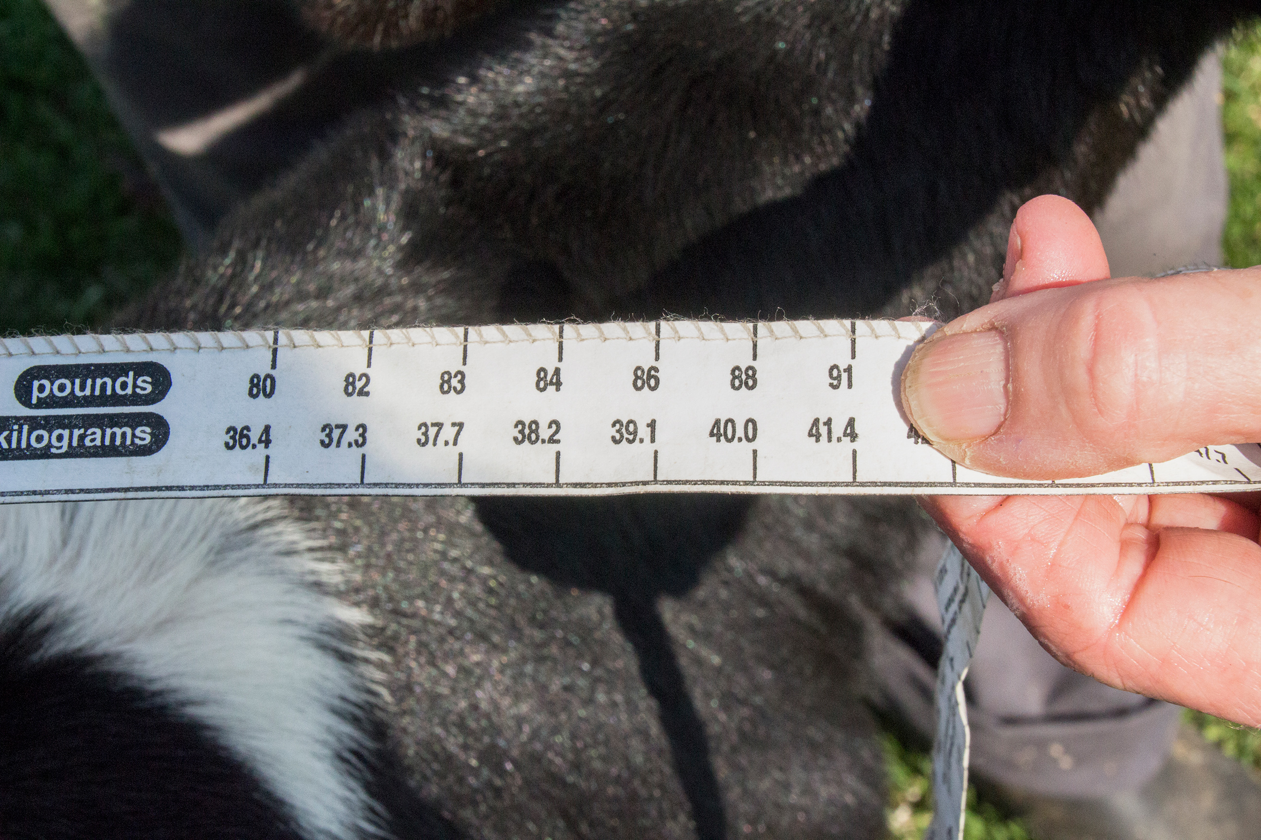 Tape measure