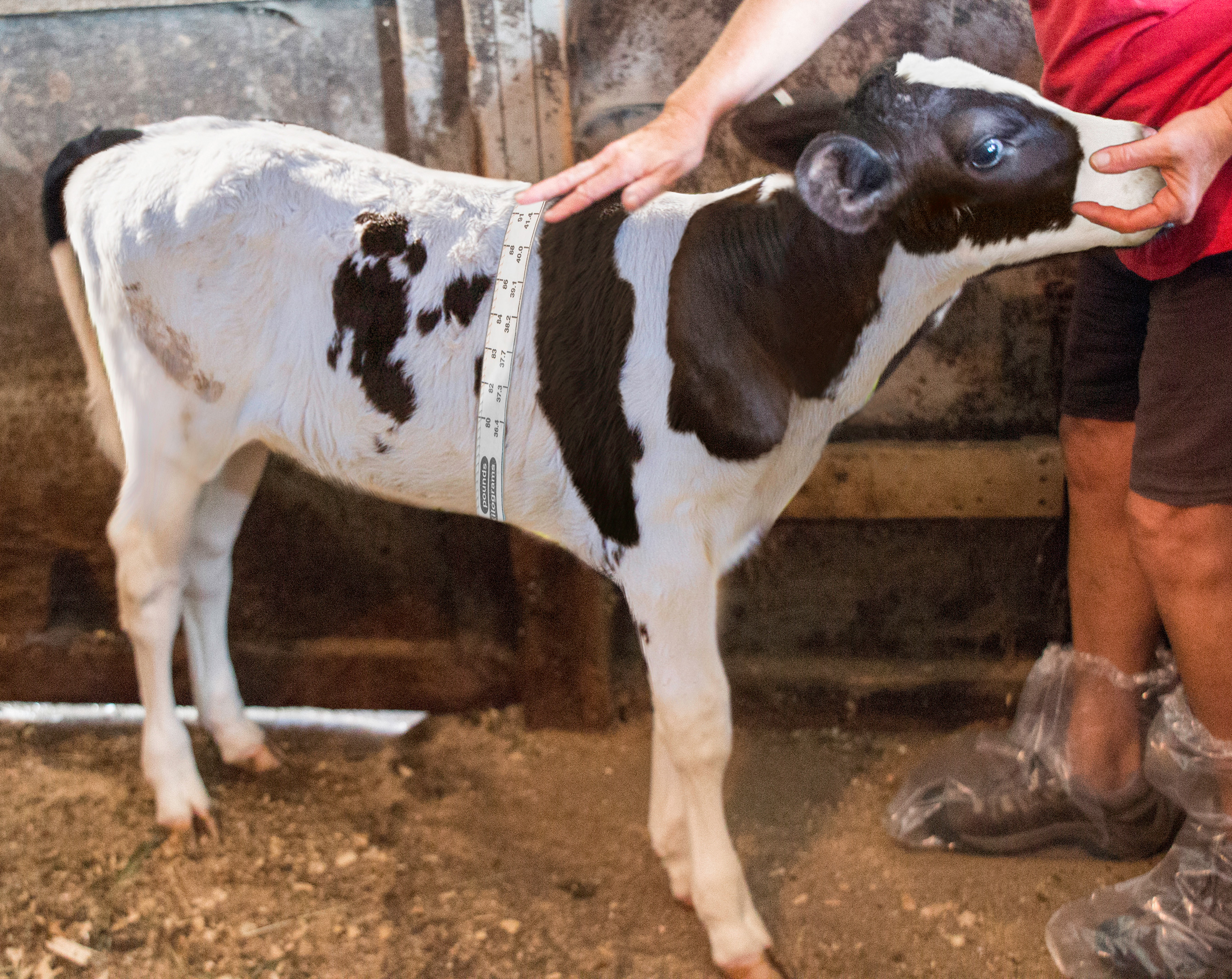 Calf with tape