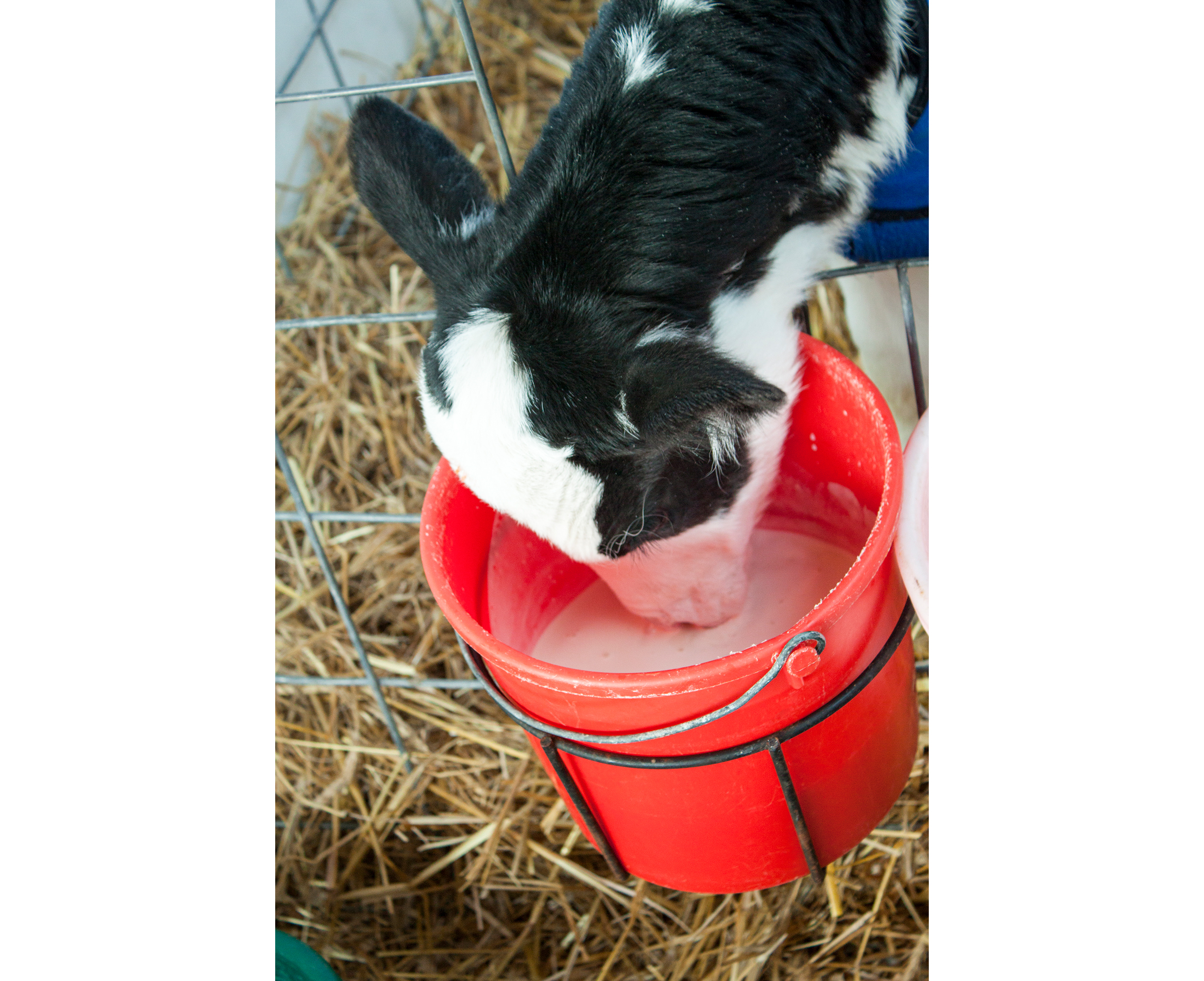 Drinking from milk bucket