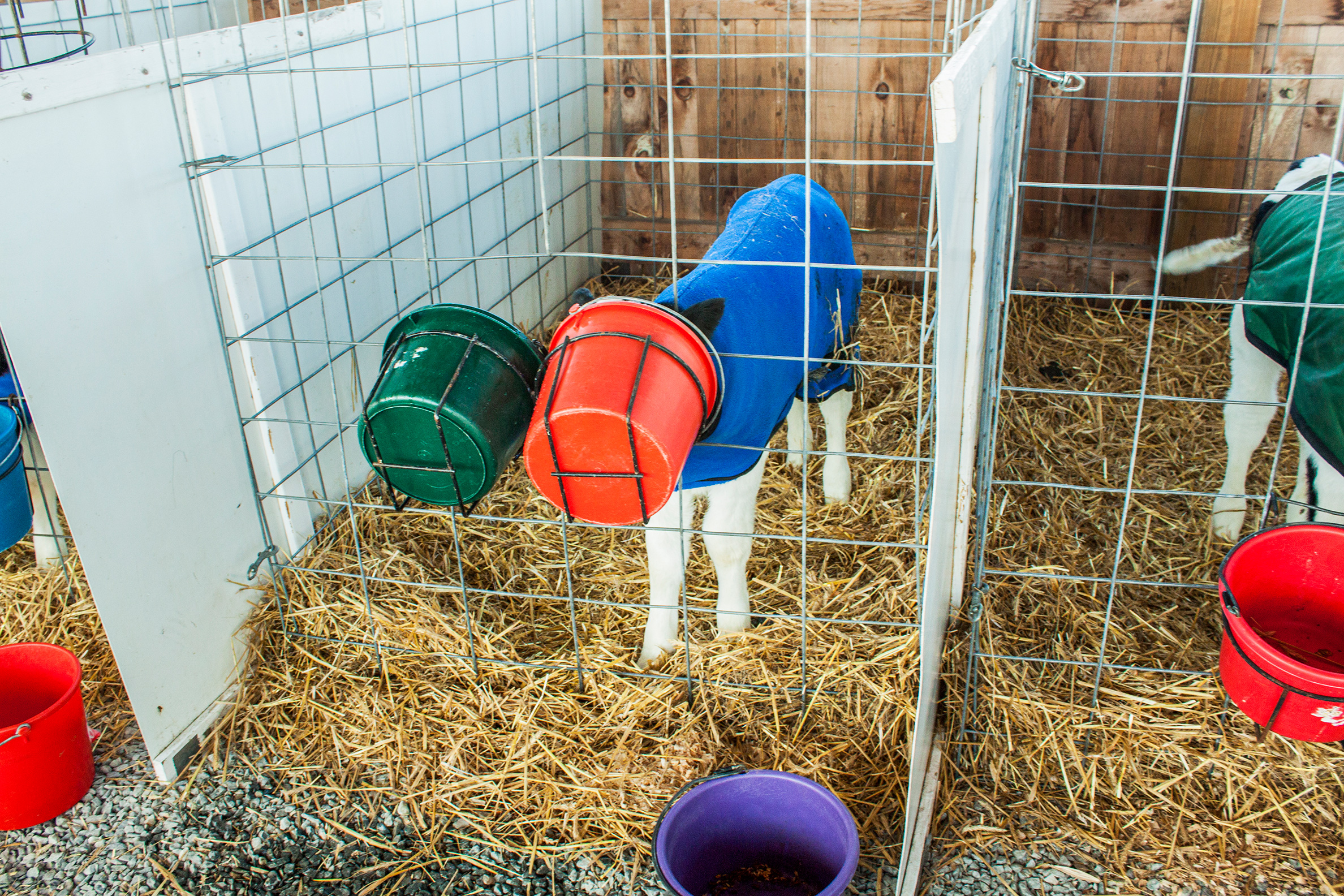 Calves in pens
