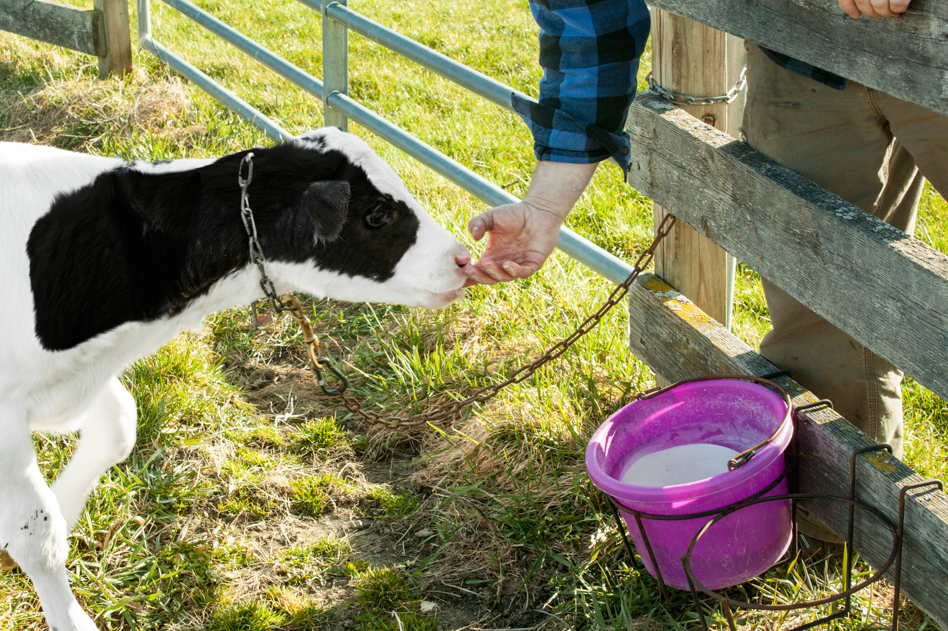 Ben and Lima Bean feeding