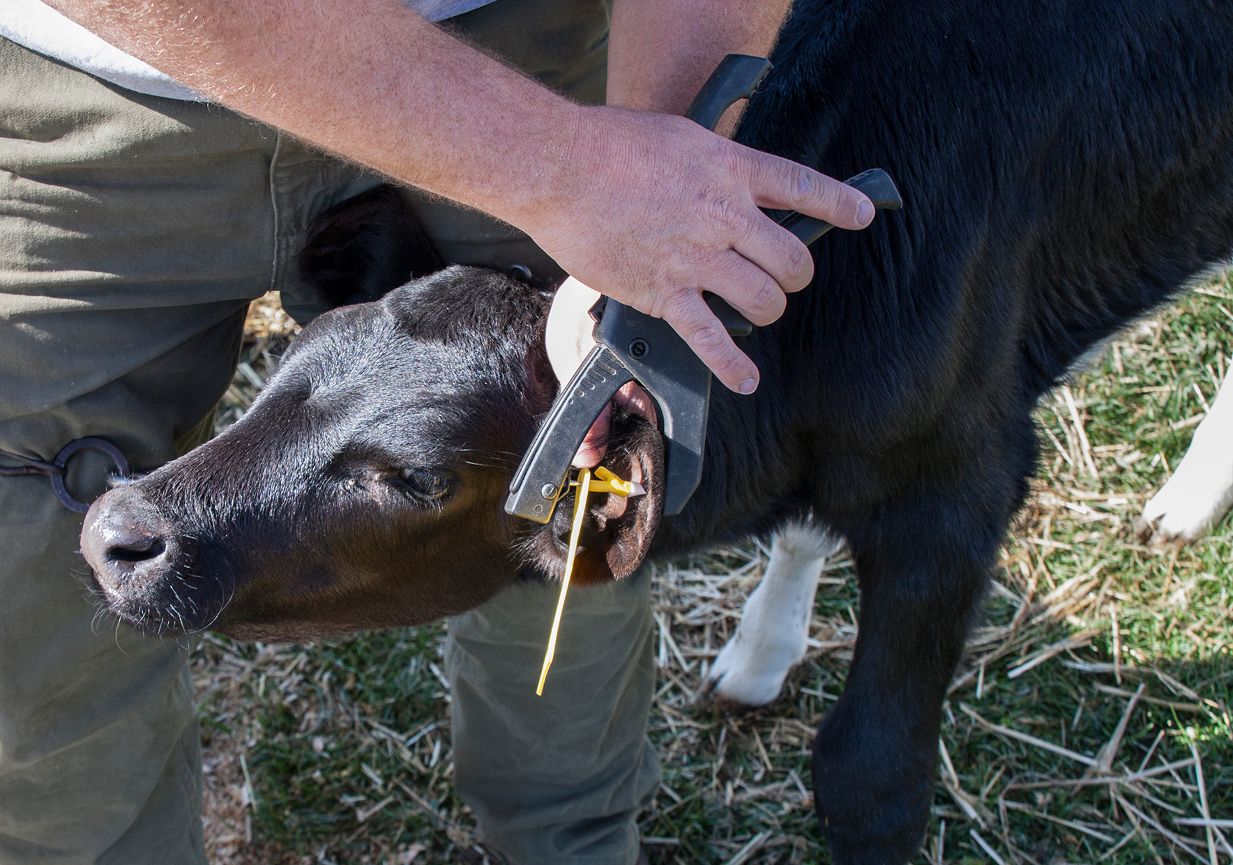 Ear tag application