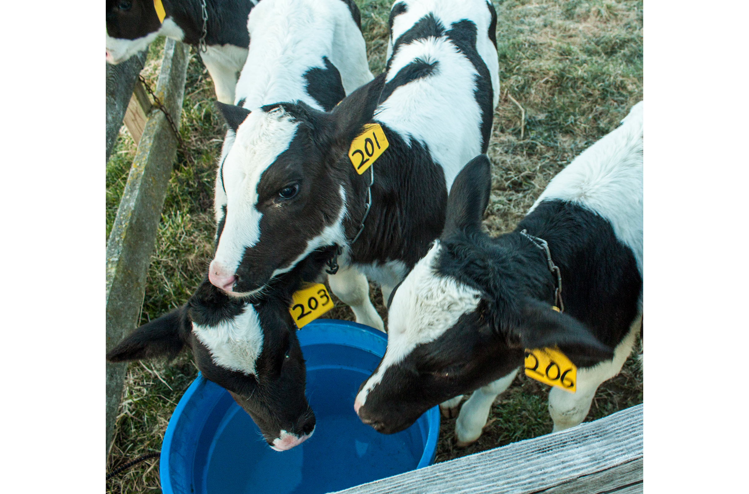 Calves with ear tags