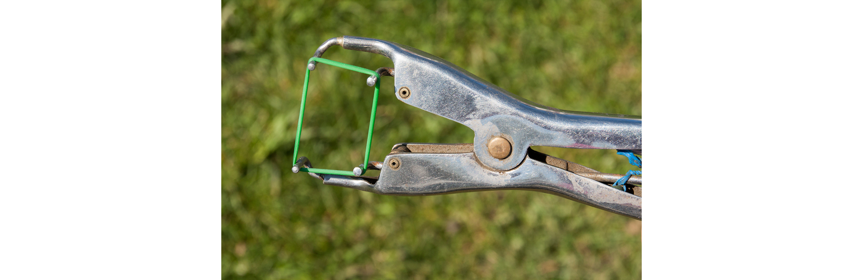 Rubber band castration tool