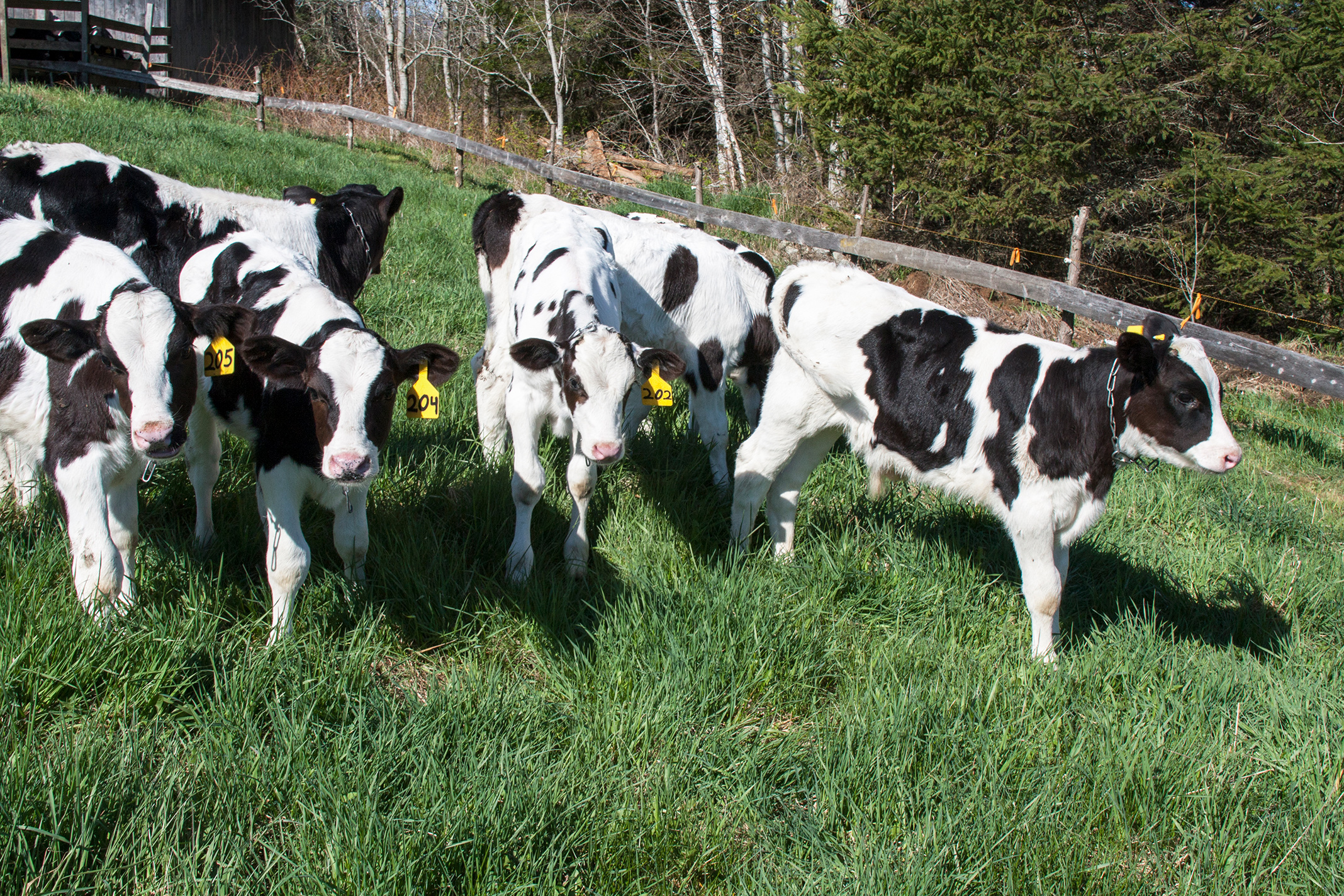Calves on pasture