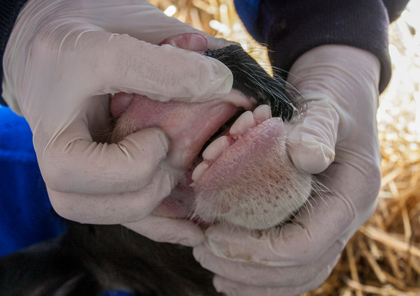 Cattle teeth and tongue