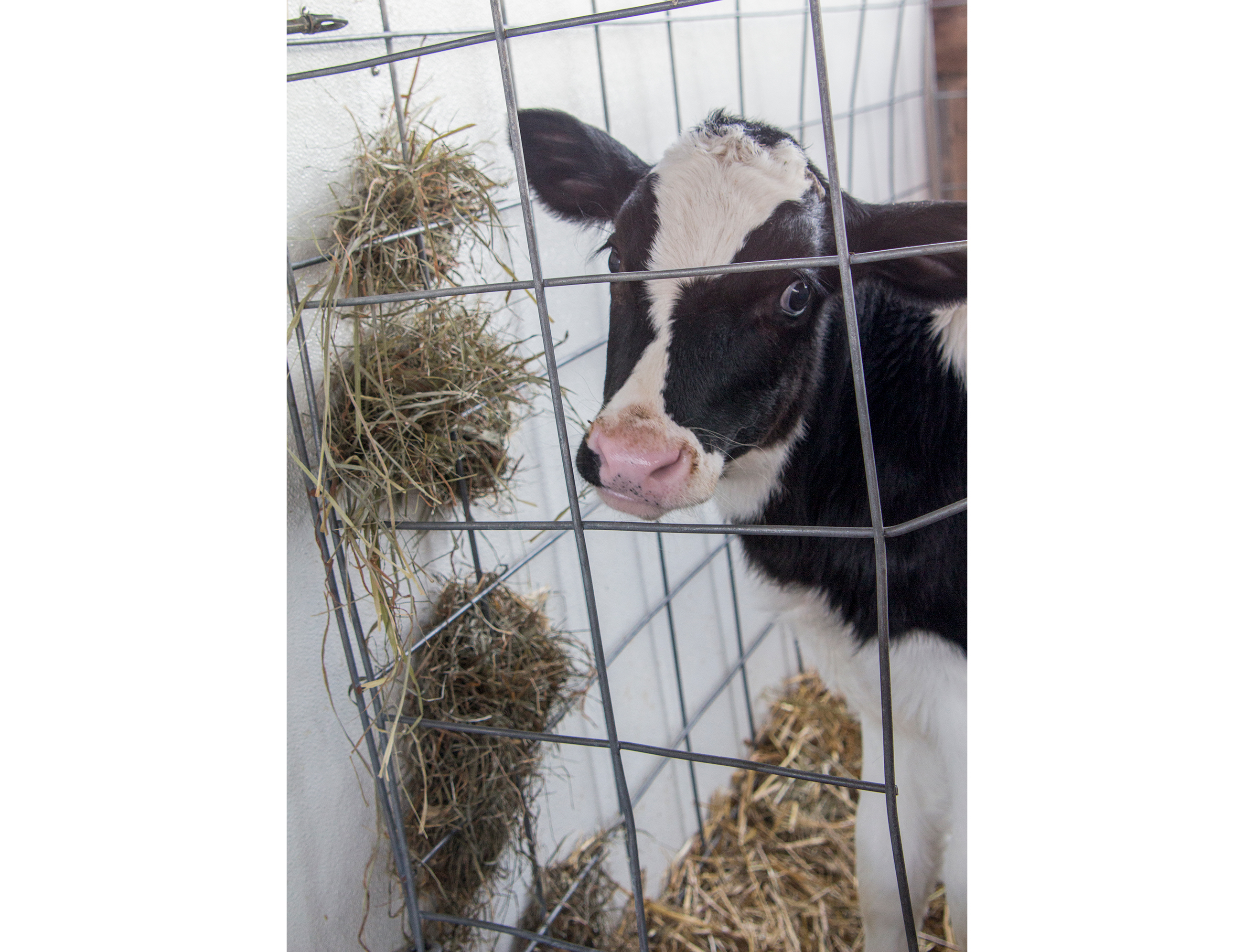 Lima Bean eating hay