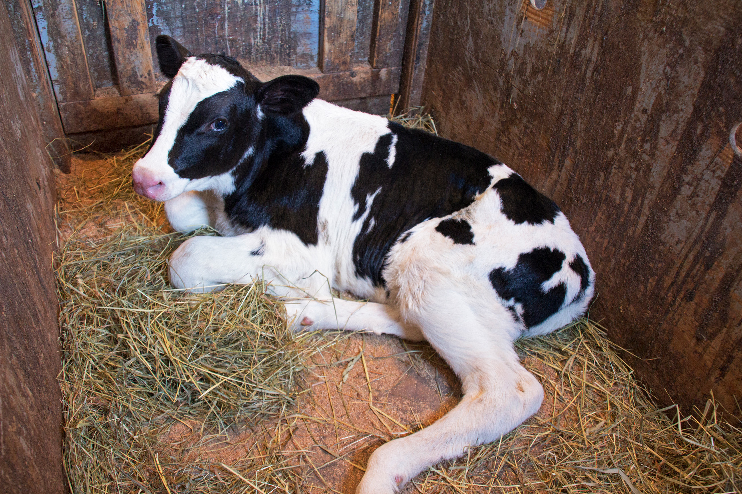Lima Bean as a calf