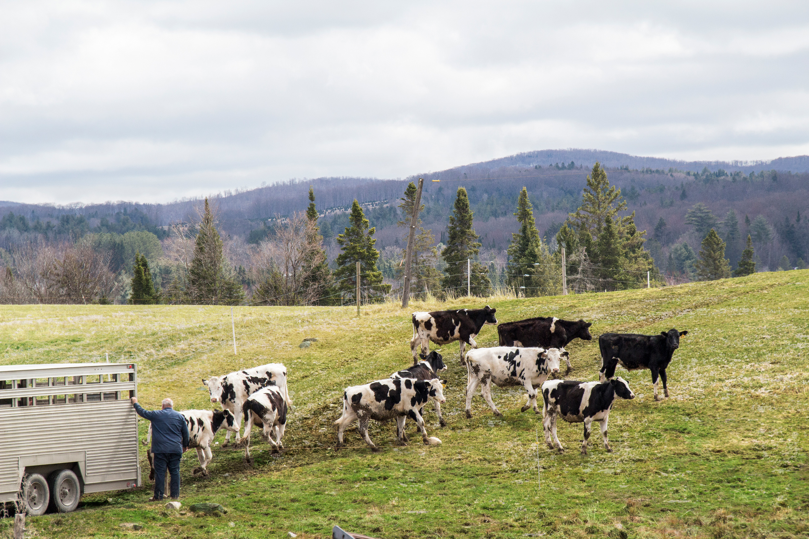 Truck transport for cows