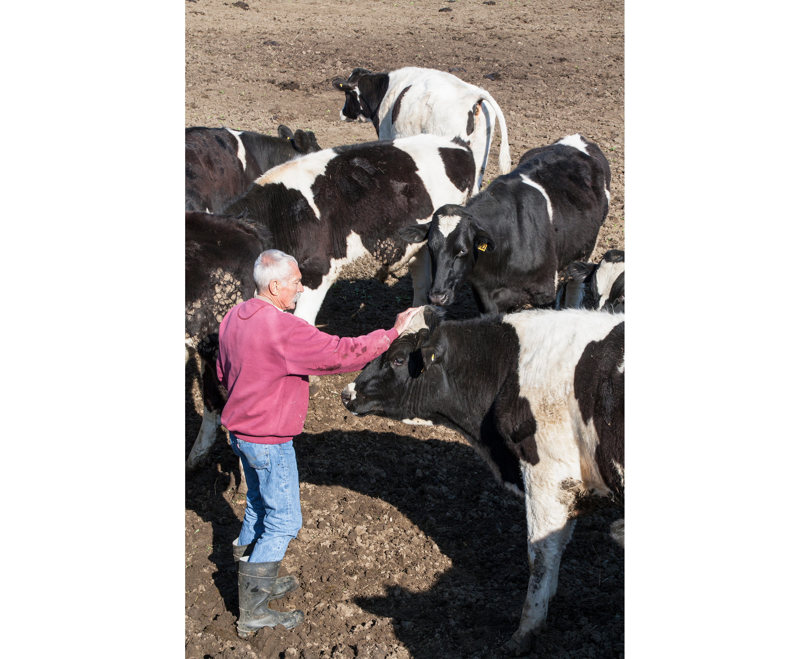 Helm scratching steer