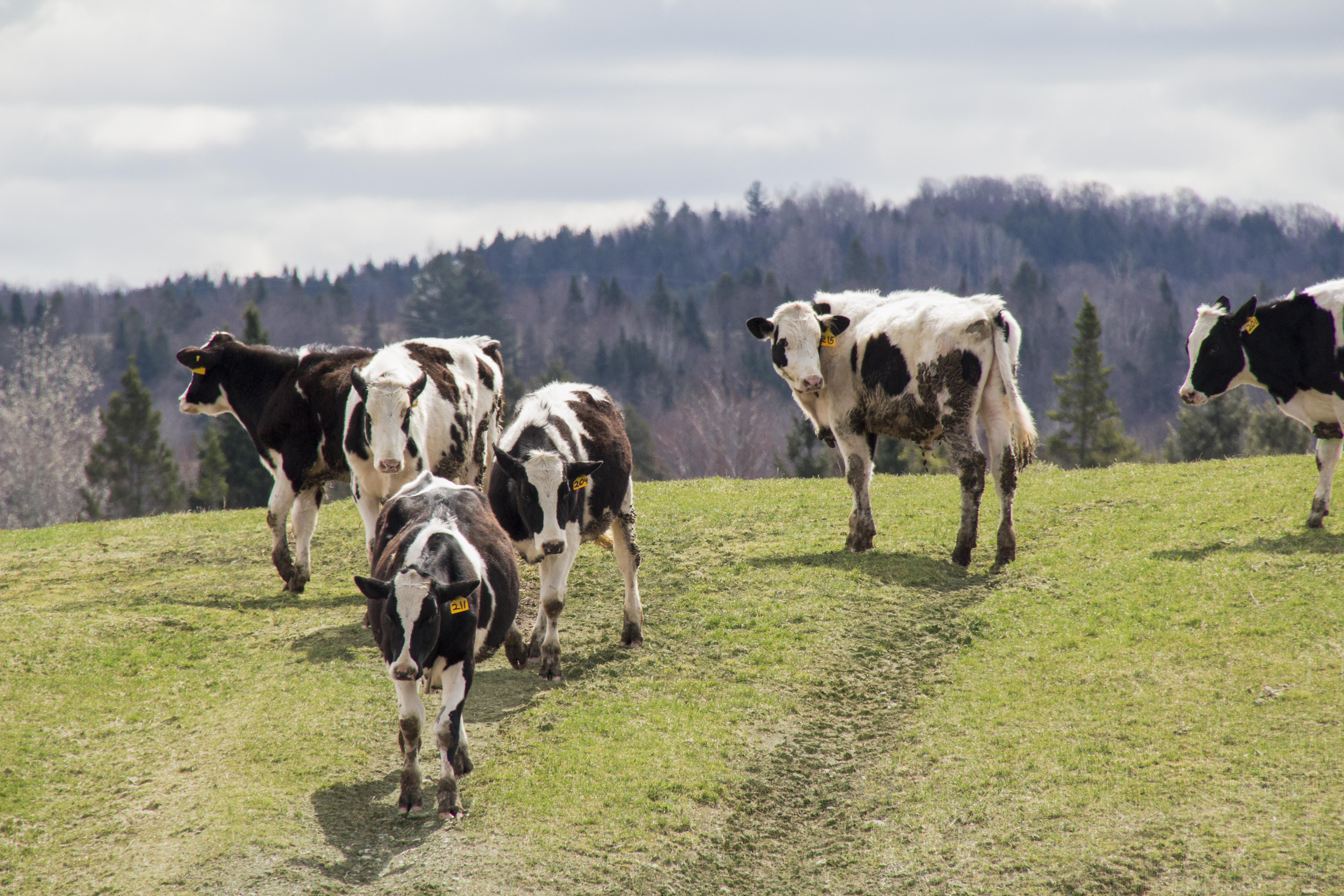 Cows on Hill