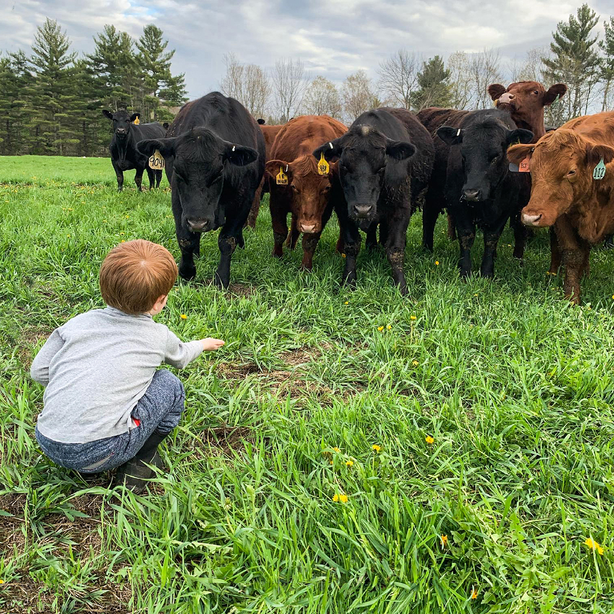Fritz with Angus cattle