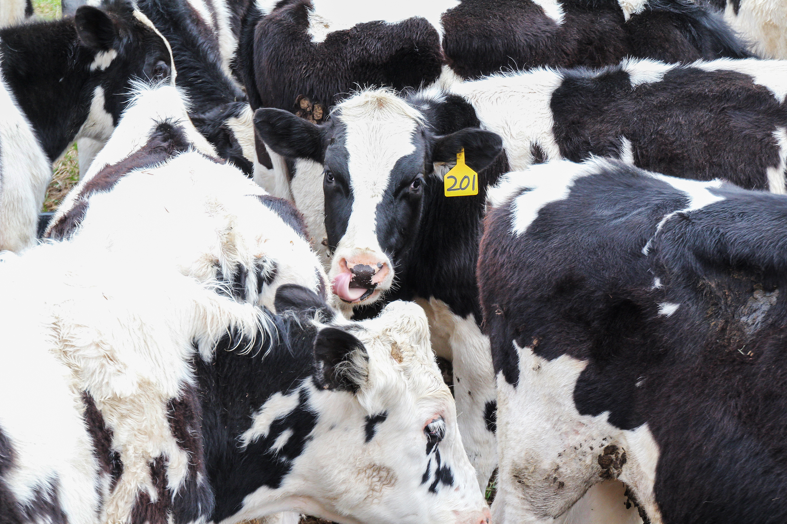 Lima Bean with other steers