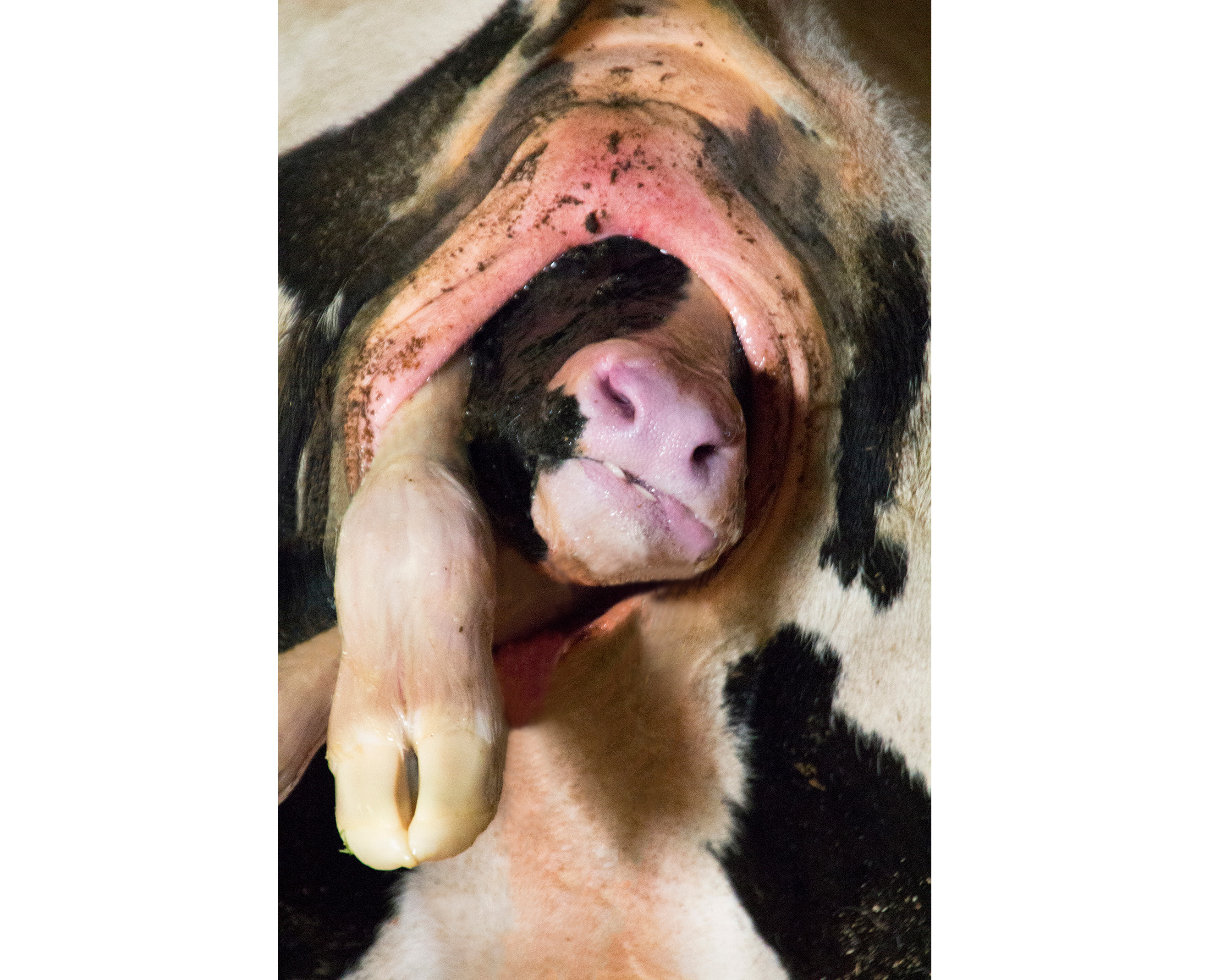 Calf emerging