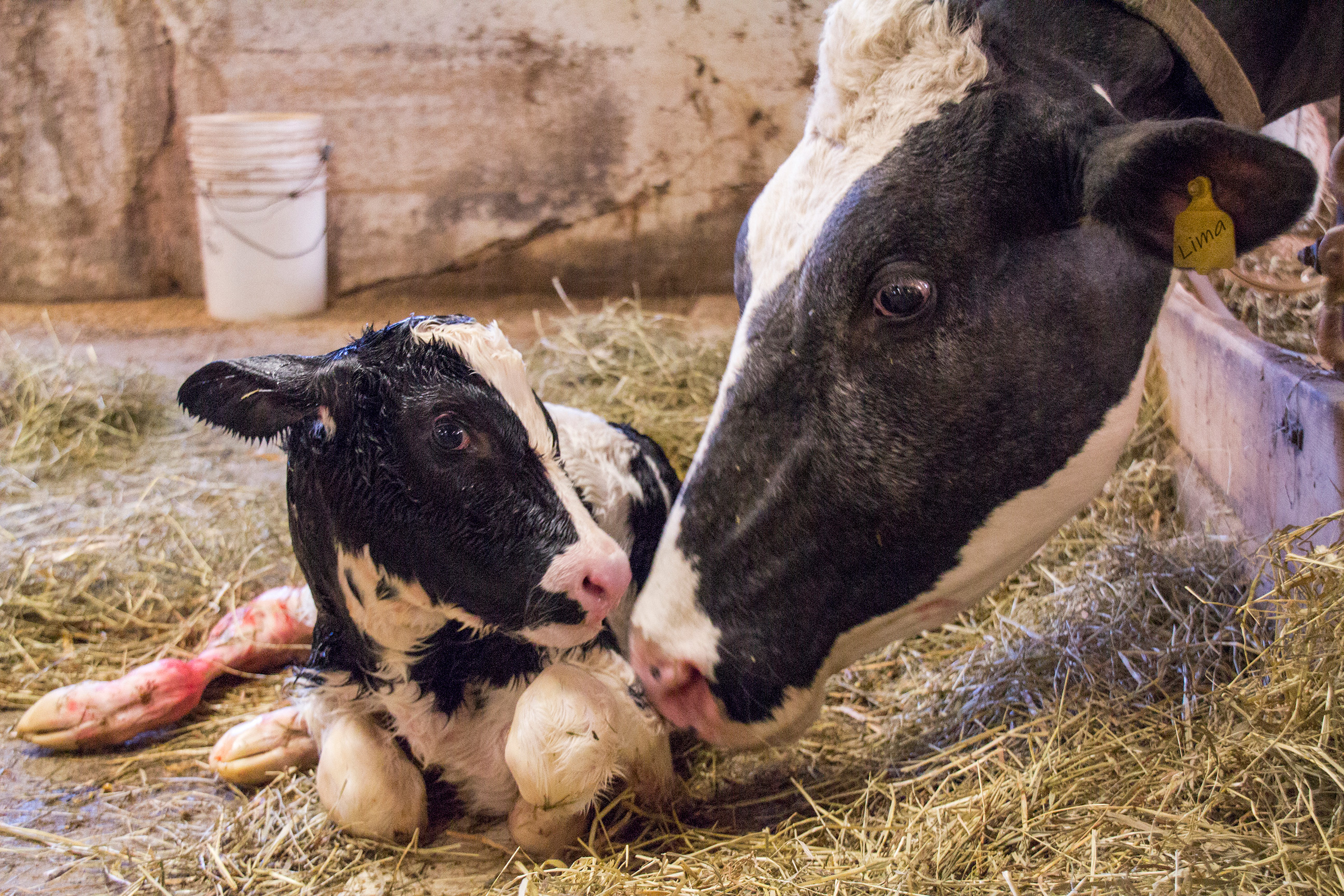 Newborn calf